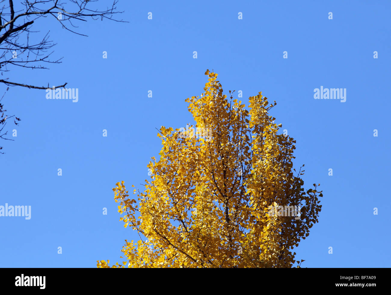 Un albero di Yew in giallo le foglie di autunno. Un estratto di Ginkgo biloba sparato contro un bel cielo azzurro. Foto Stock