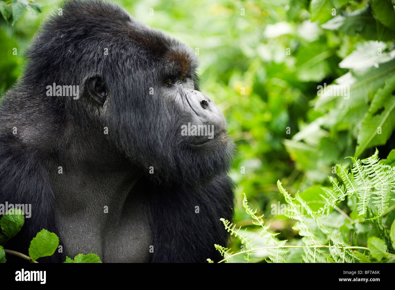 Silverback ritratto Foto Stock