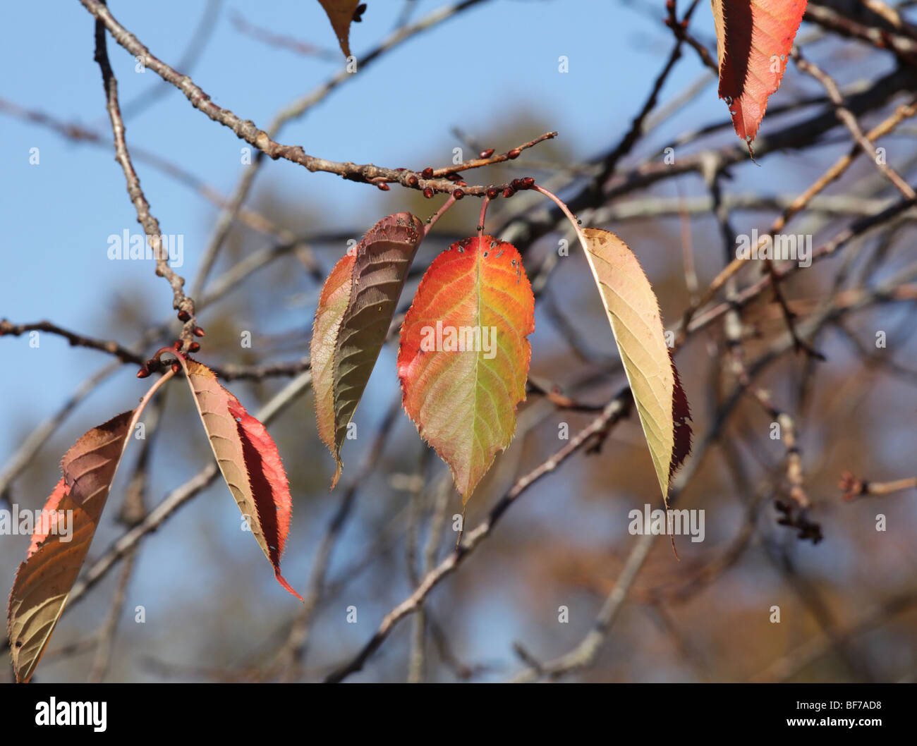 Foglie di autunno in oro rosso verde e giallo appeso dall'albero. Shot closeup close-up close up. Foto Stock