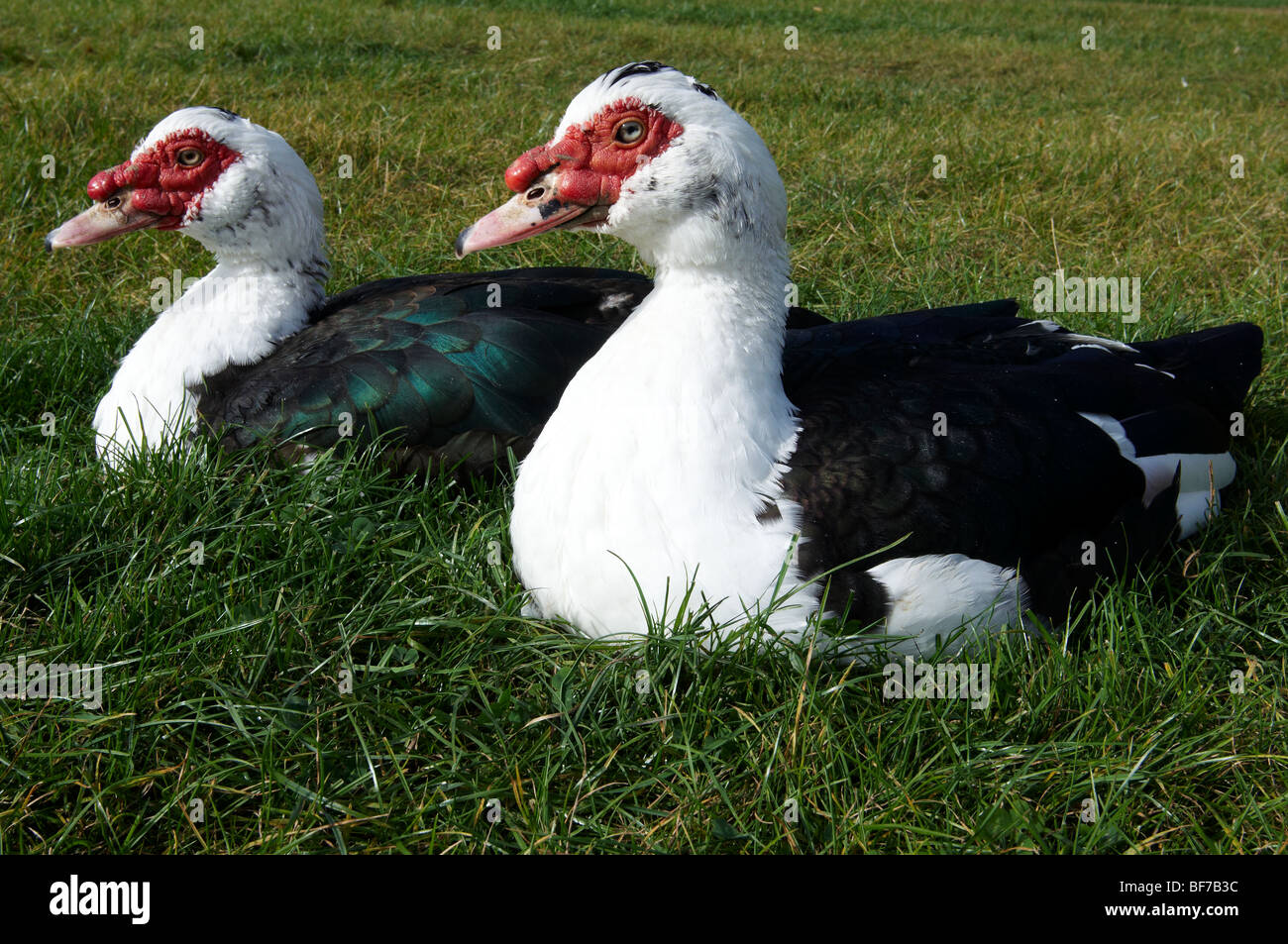 Coppia di anatra muta i draghetti seduto in un paddock in erba. Foto Stock