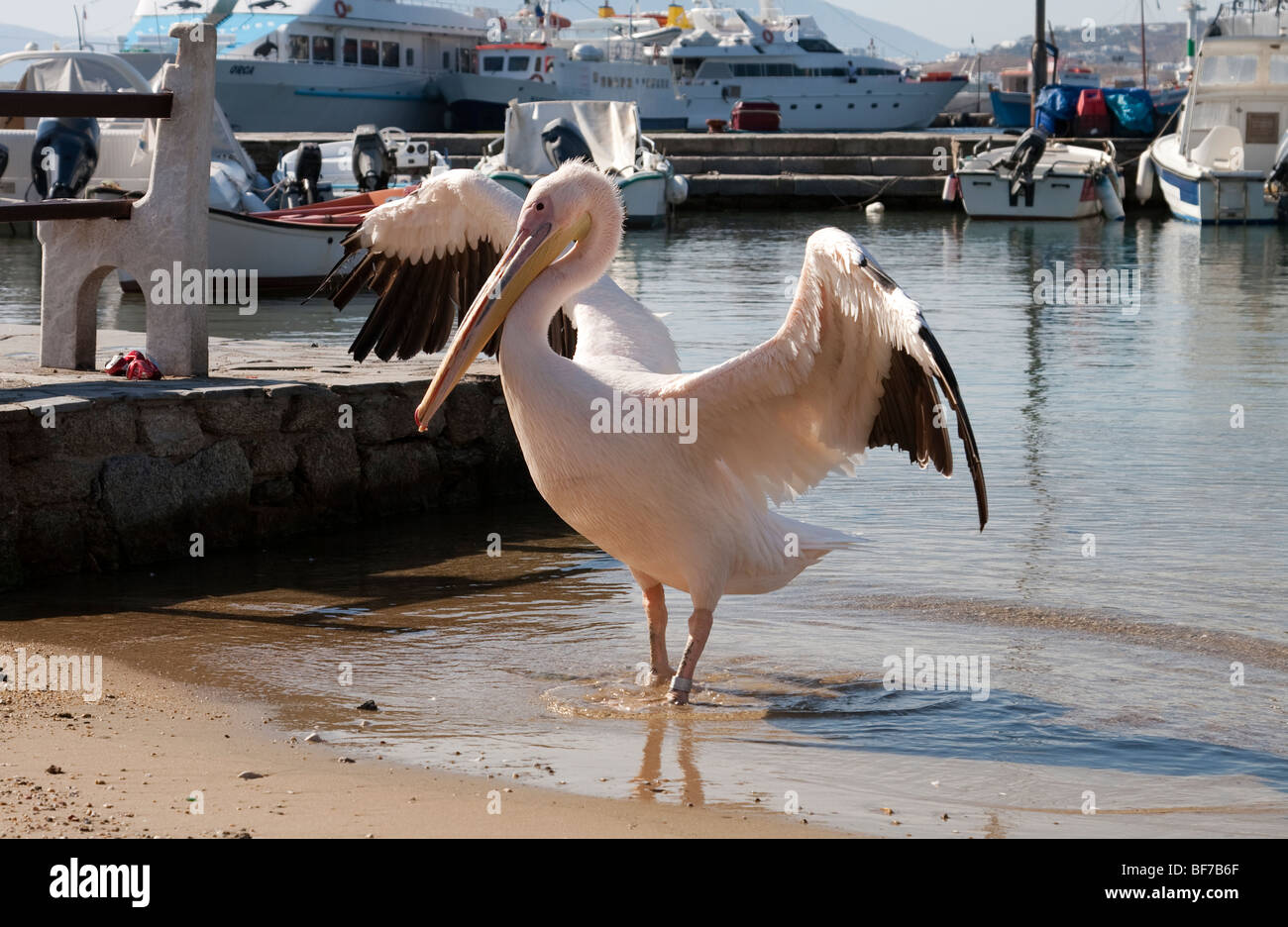 Petros il pellicano sull'isola di Mykonos, Grecia Foto Stock