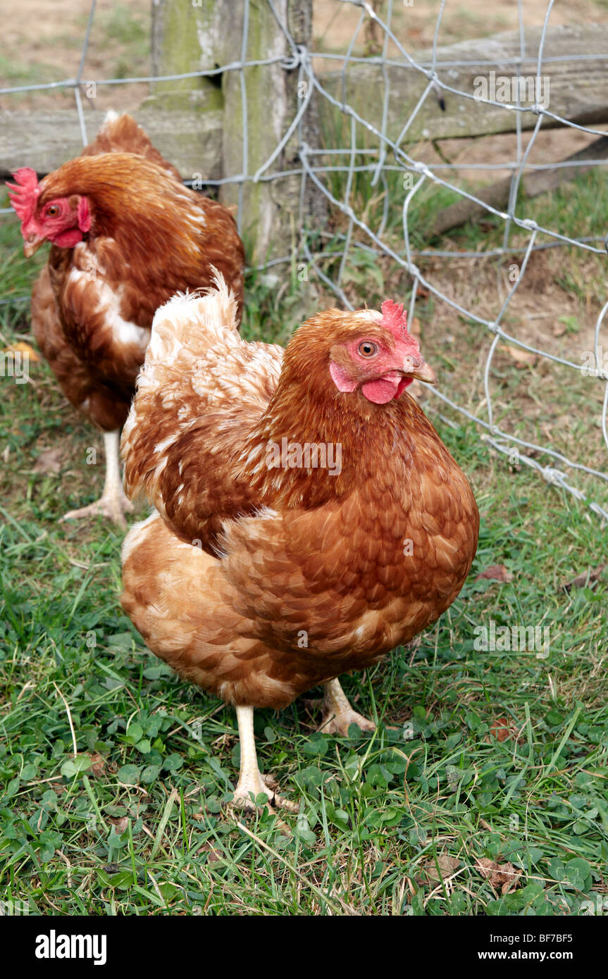 Brown Sussex polli. Foto Stock