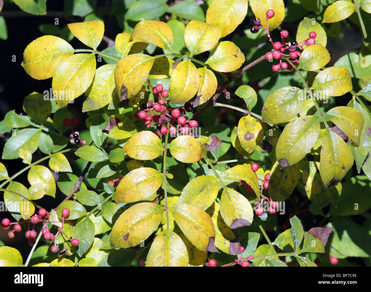 Flatspine cenere coccolone Zanthoxylum simulans rutacee arbusto Albero in autunno a colori con bacche e semi. Giallo verde e rosso. Foto Stock
