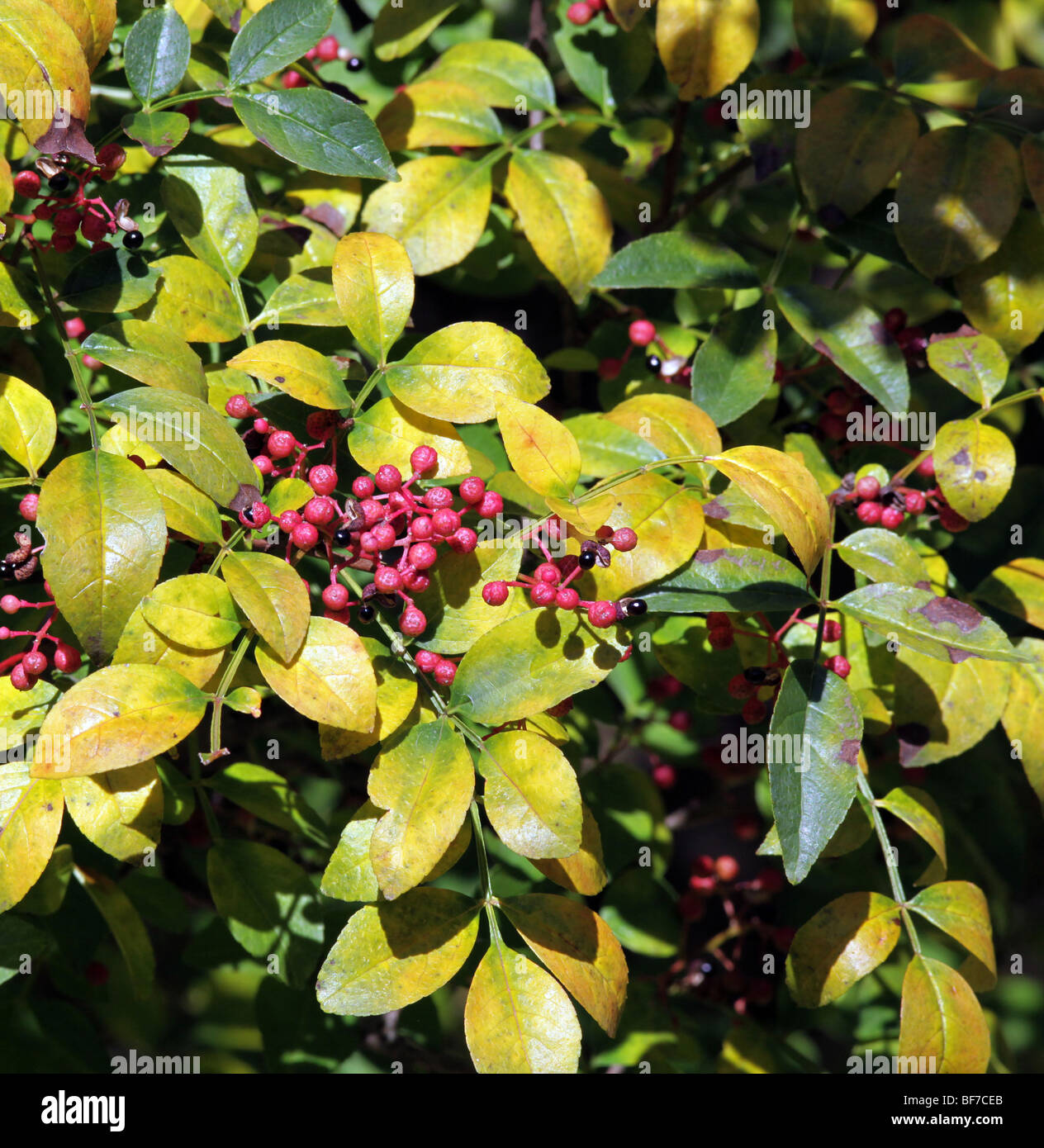 Flatspine cenere coccolone Zanthoxylum simulans rutacee arbusto Albero in autunno a colori con bacche e semi. Giallo verde e rosso. Foto Stock