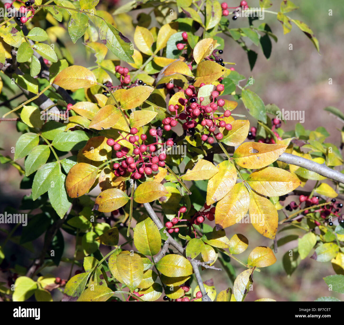 Flatspine cenere coccolone Zanthoxylum simulans rutacee arbusto Albero in autunno a colori con bacche e semi. Giallo verde e rosso. Foto Stock
