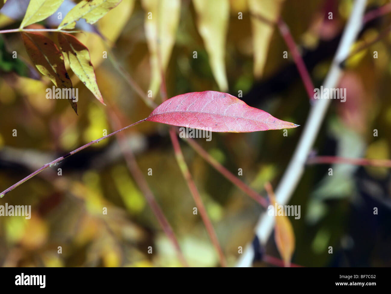 Pistacha chinessis Pistache cinese anacardiaceae arbusto ad albero le foglie in autunno colori colori. Foto Stock