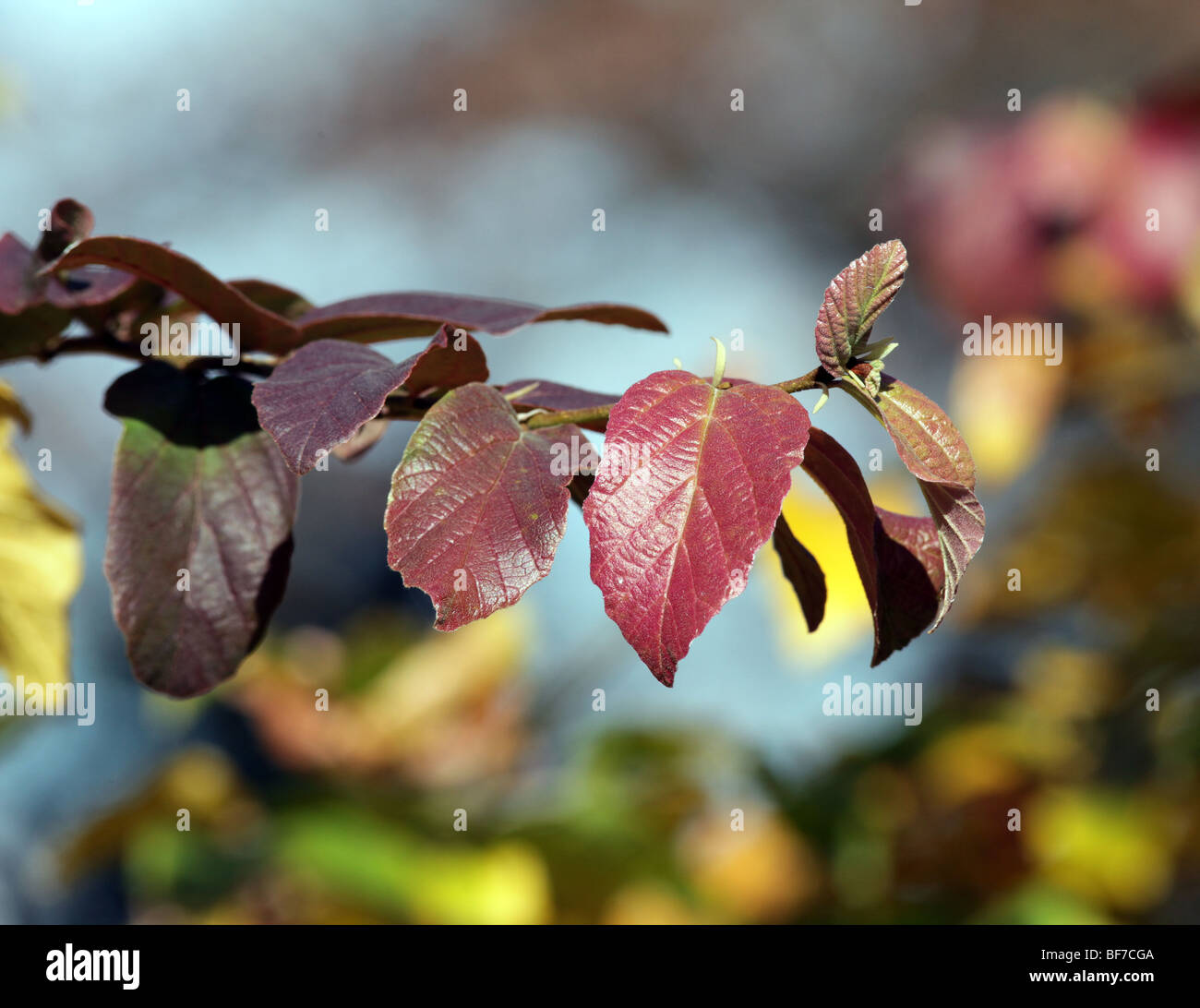 Securinega Suffruticosa Asia albero arbusto di erbe in Cina. Foto Stock
