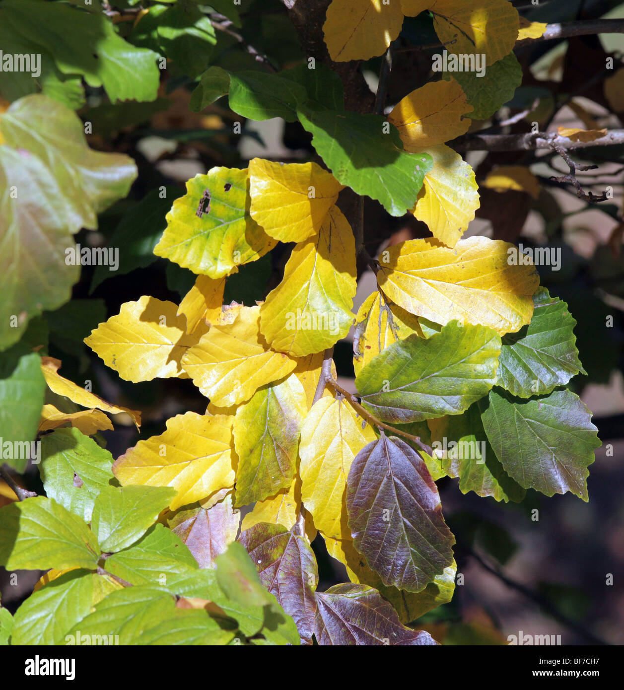 Securinega Suffruticosa Asia albero arbusto di erbe in Cina. Foto Stock