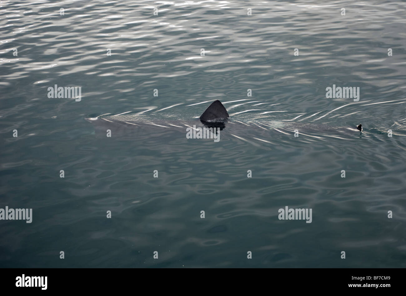 Lo squalo elefante (Cetorhinus maximus) Faxafloi Bay, Islanda Foto Stock