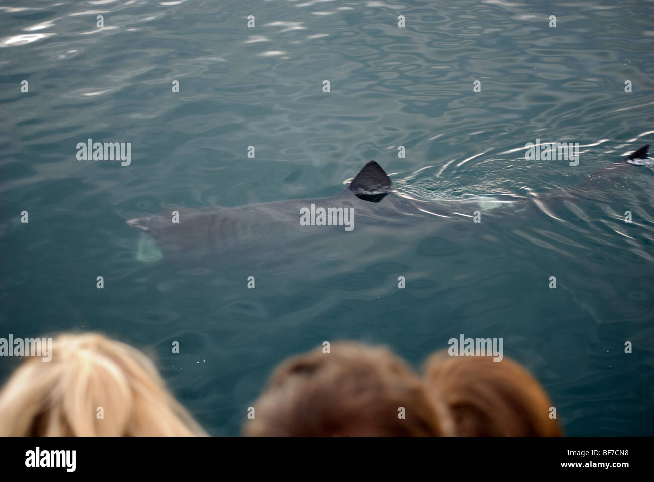 Lo squalo elefante (Cetorhinus maximus) Faxafloi Bay, Islanda Foto Stock