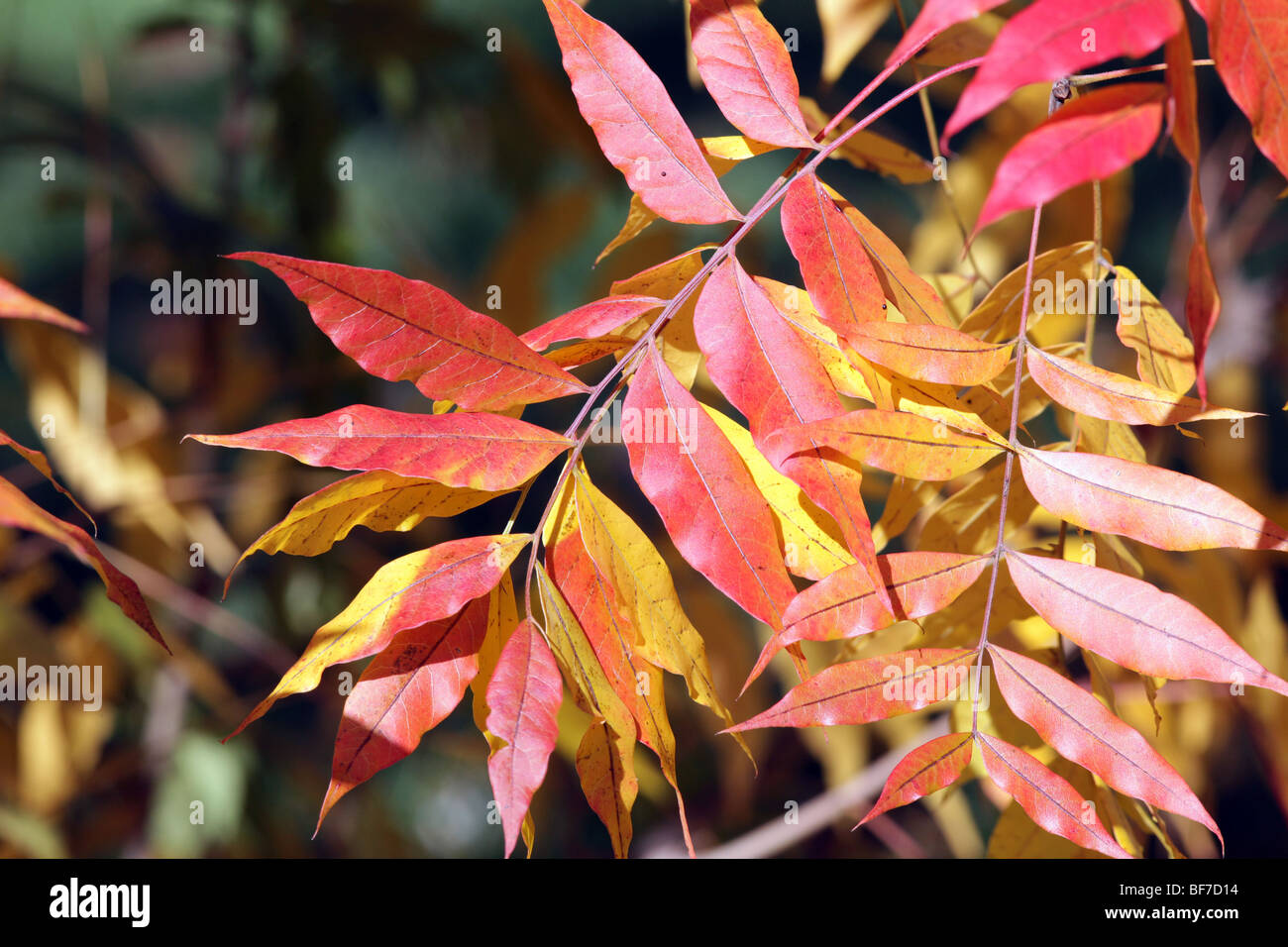 Pistacha chinessis Pistache cinese anacardiaceae arbusto ad albero le foglie in autunno colori colori. Foto Stock