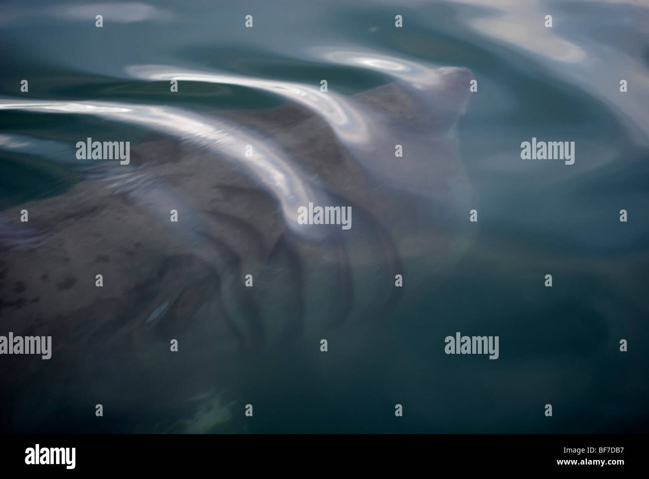 Lo squalo elefante (Cetorhinus maximus) Faxafloi Bay, Islanda Foto Stock