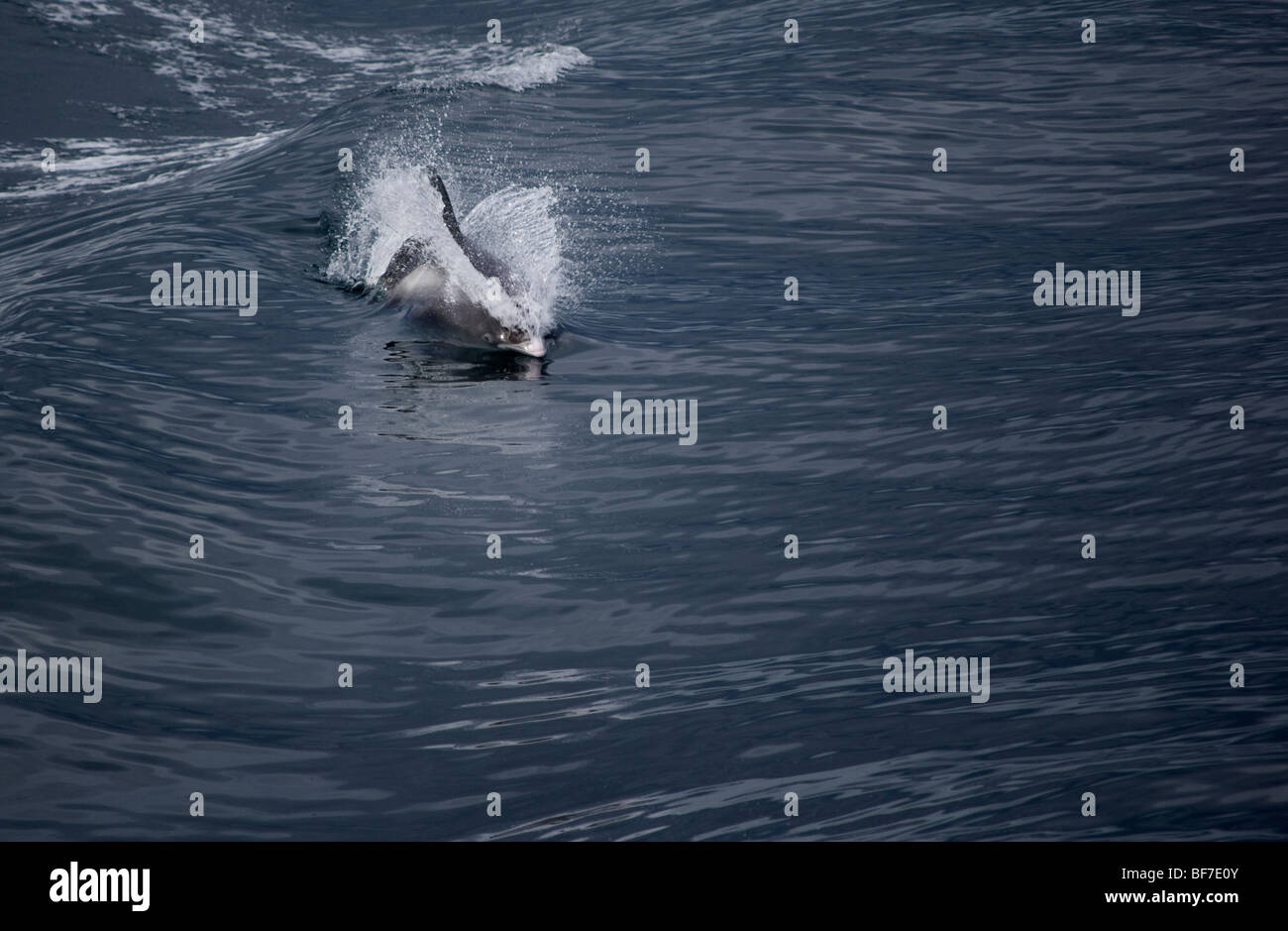 Dal becco bianco Dolphin (Lagenorhynchus albirostris) onde surf Faxafloi Bay, Islanda. Foto Stock