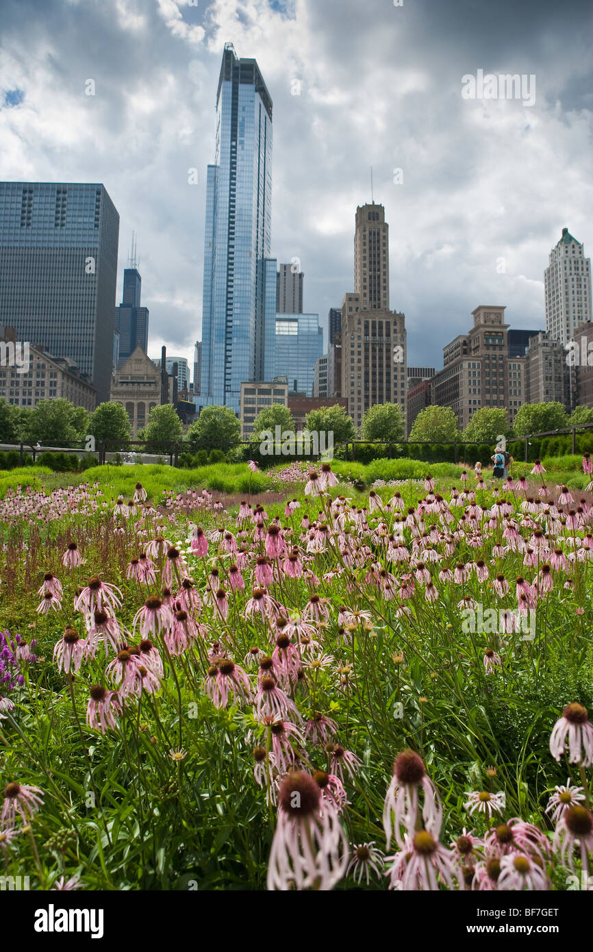 Cono viola fiore e betony fiore nel giardino Lurie, Millennium Park di Chicago, Illinois, Stati Uniti d'America Foto Stock