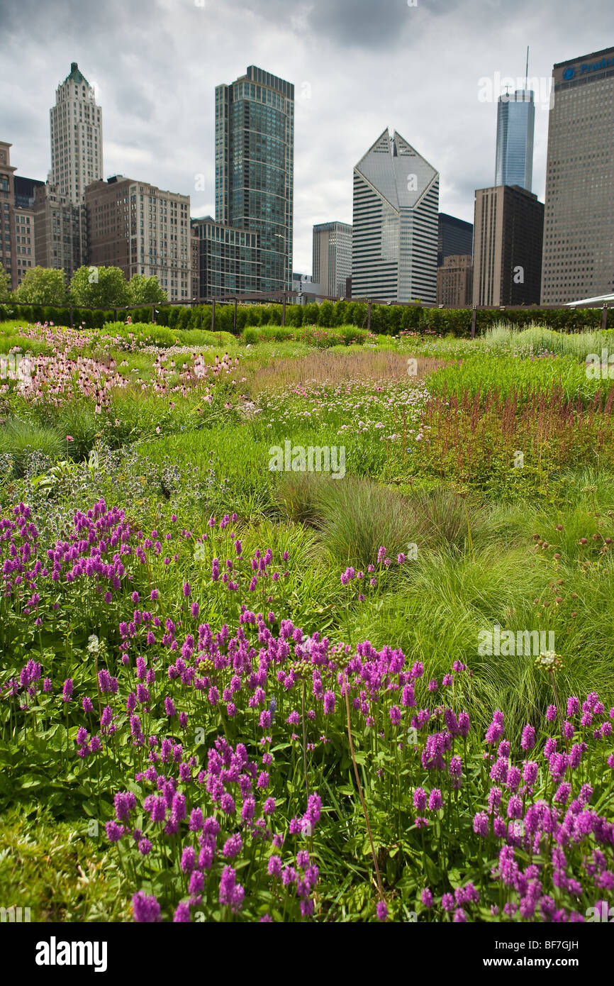 Cono viola fiore e betony fiore nel giardino Lurie, Millennium Park di Chicago, Illinois, Stati Uniti d'America Foto Stock