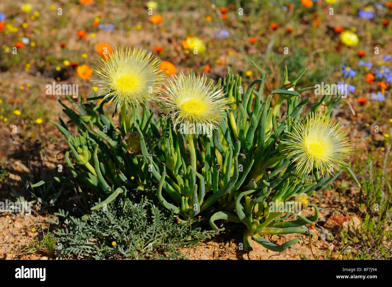 A stretta leafed piante di ghiaccio, Conicosia elongata, Namaqualand, Sud Africa Foto Stock