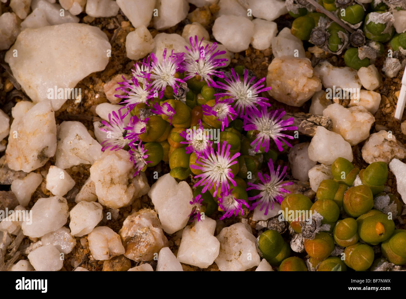 Un nano fiore di ciottoli, Oophytum nanum nel quarzo appartamenti del deserto Namaqua, Sud Africa Foto Stock