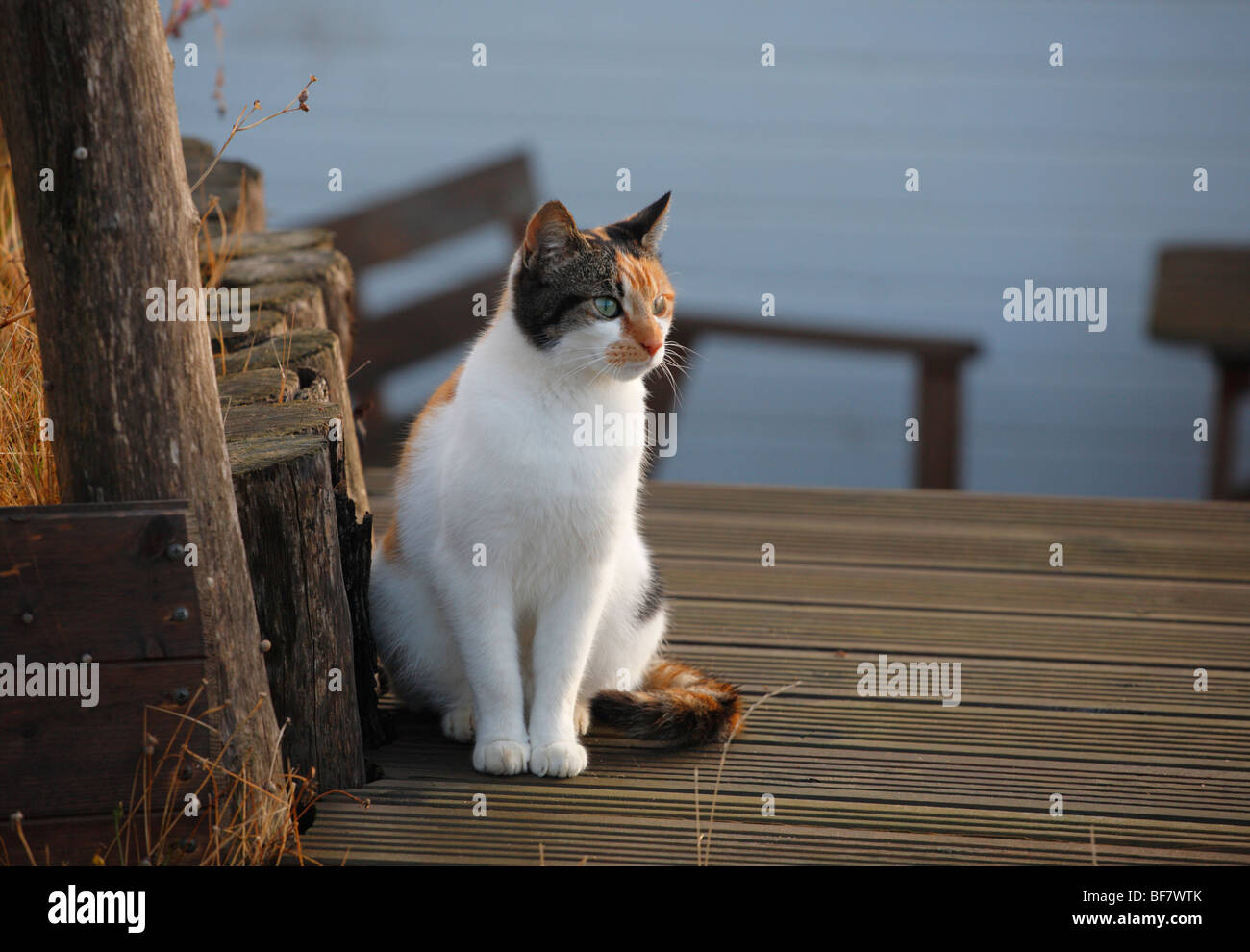Un giovane gatto domestico seduto su legno decking guardare qualcosa. Foto Stock