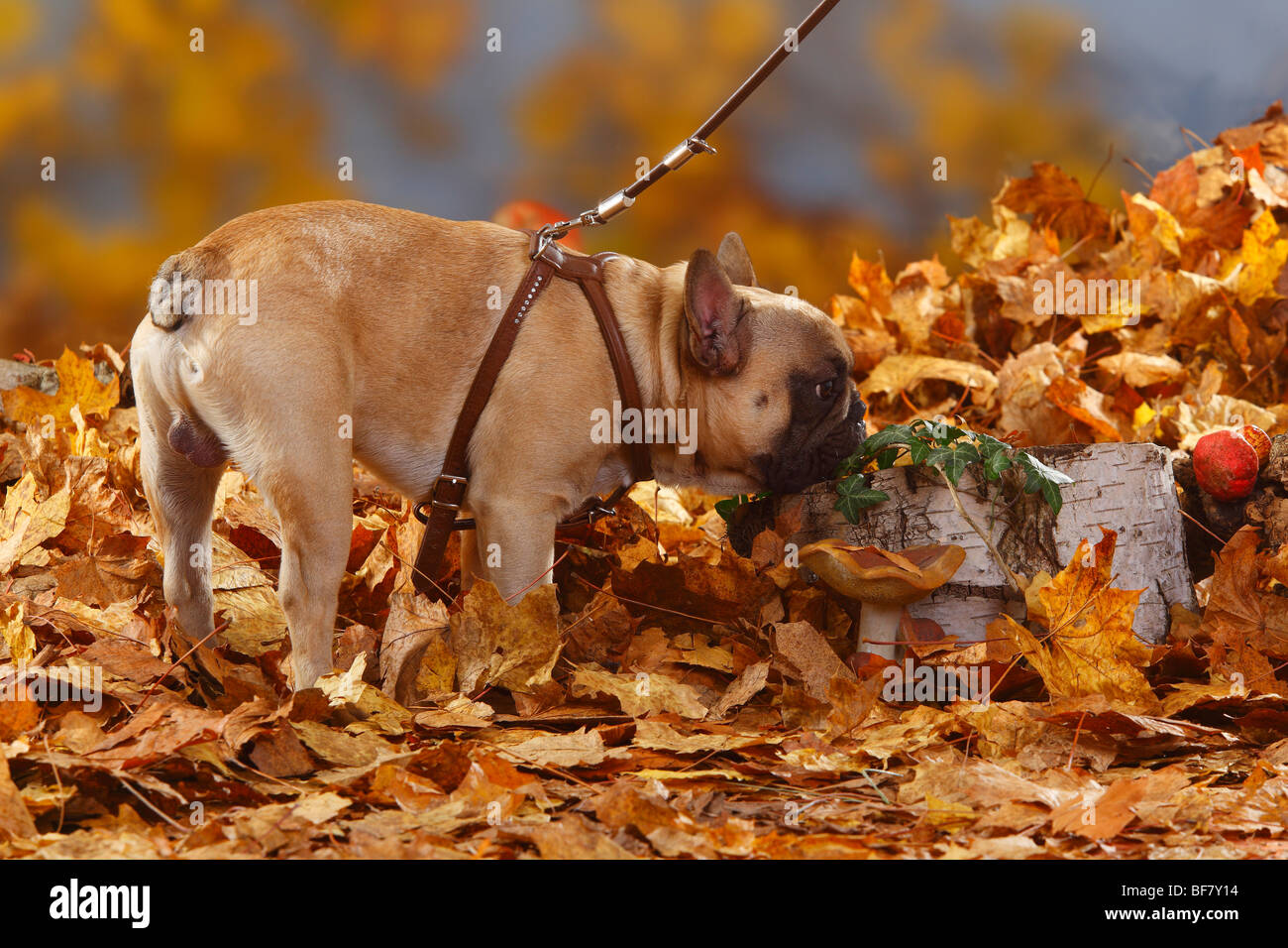 Bulldog francese / cablaggio, guinzaglio, fogliame di autunno Foto Stock