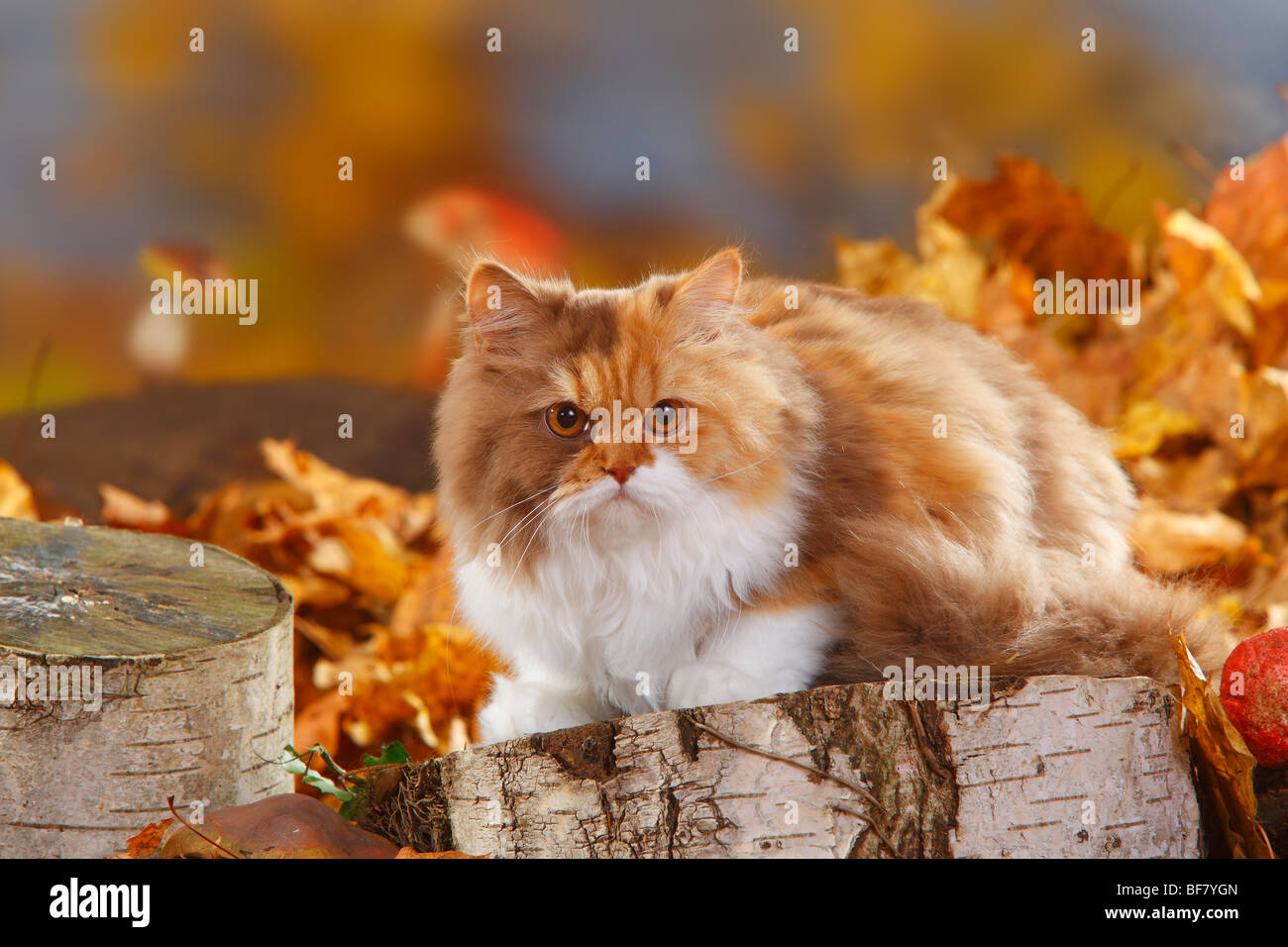 British Longhair Cat, cannella-tortie-bianco / Highlander, Lowlander, Britanica Foto Stock