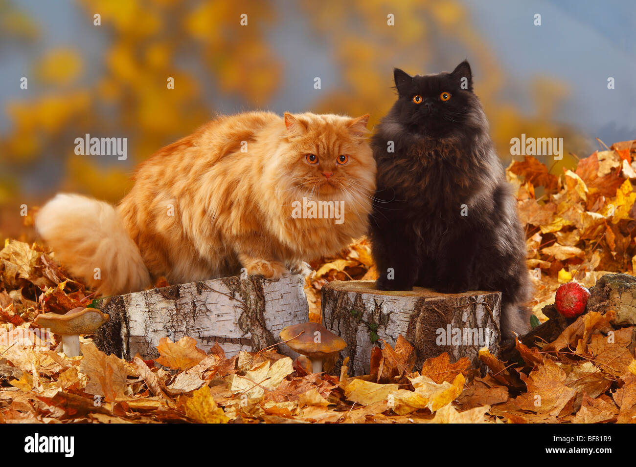 British Longhair Gatti, tomcats, nero e rosso / Highlander, Lowlander,  Britanica, fogliame di autunno Foto stock - Alamy