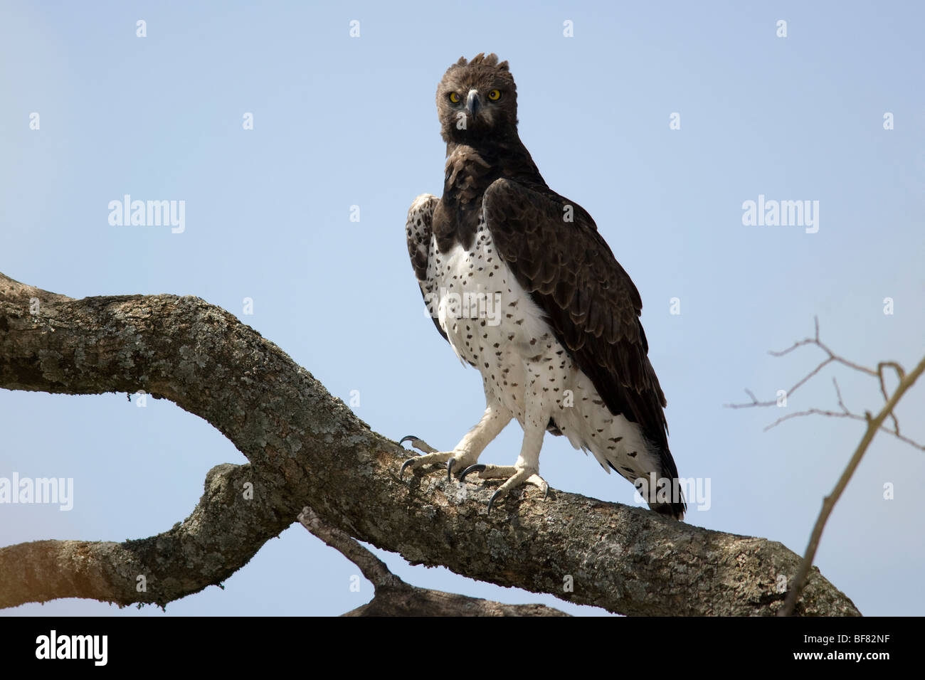 Martial Eagle - Masai Mara riserva nazionale, Kenya Foto Stock