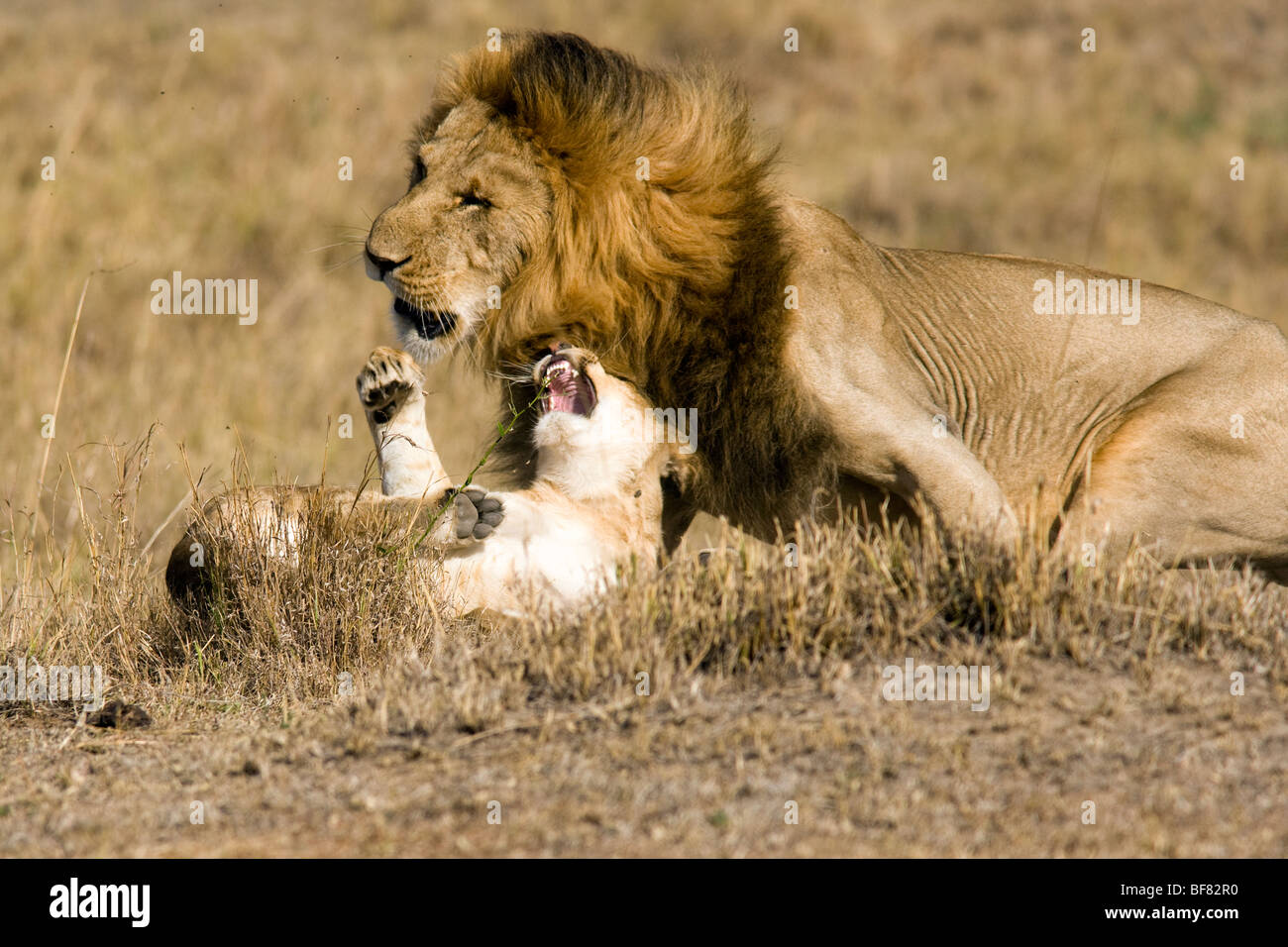 I Lions lottando - Masai Mara riserva nazionale, Kenya Foto Stock