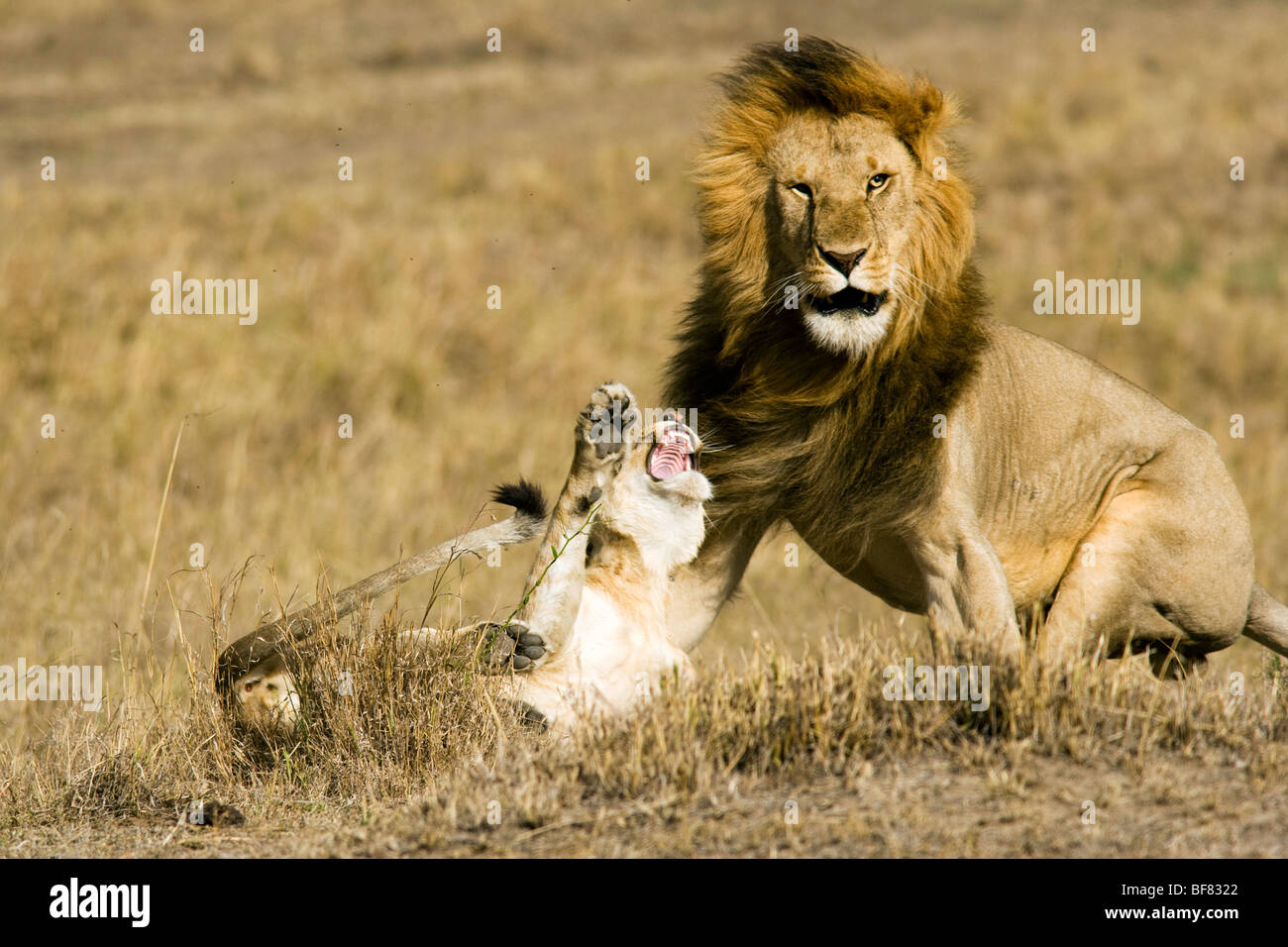 I Lions lottando - Masai Mara riserva nazionale, Kenya Foto Stock