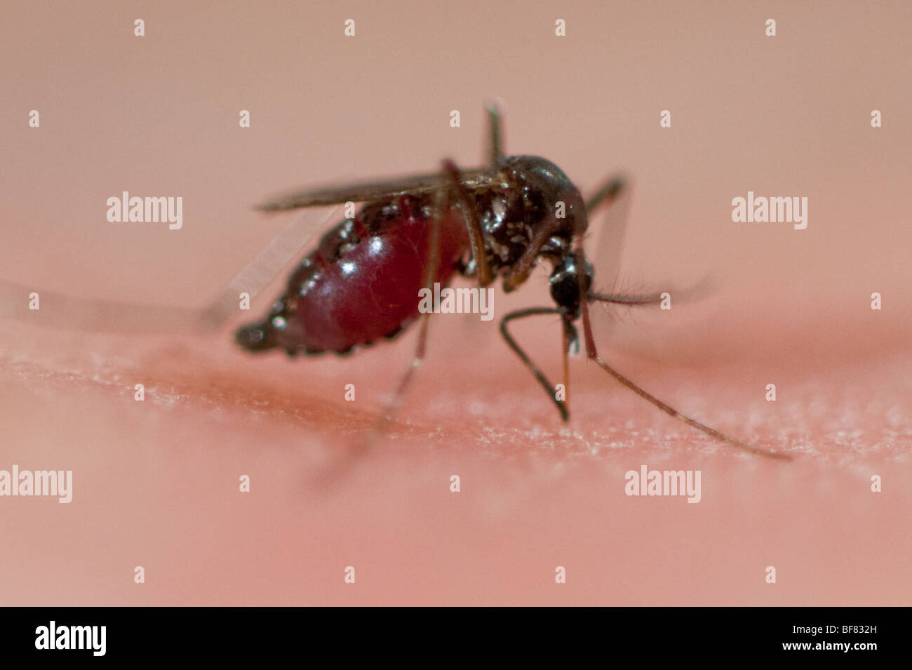 Close up di zanzara alimentazione su pelle umana, sangue riempito addome Foto Stock