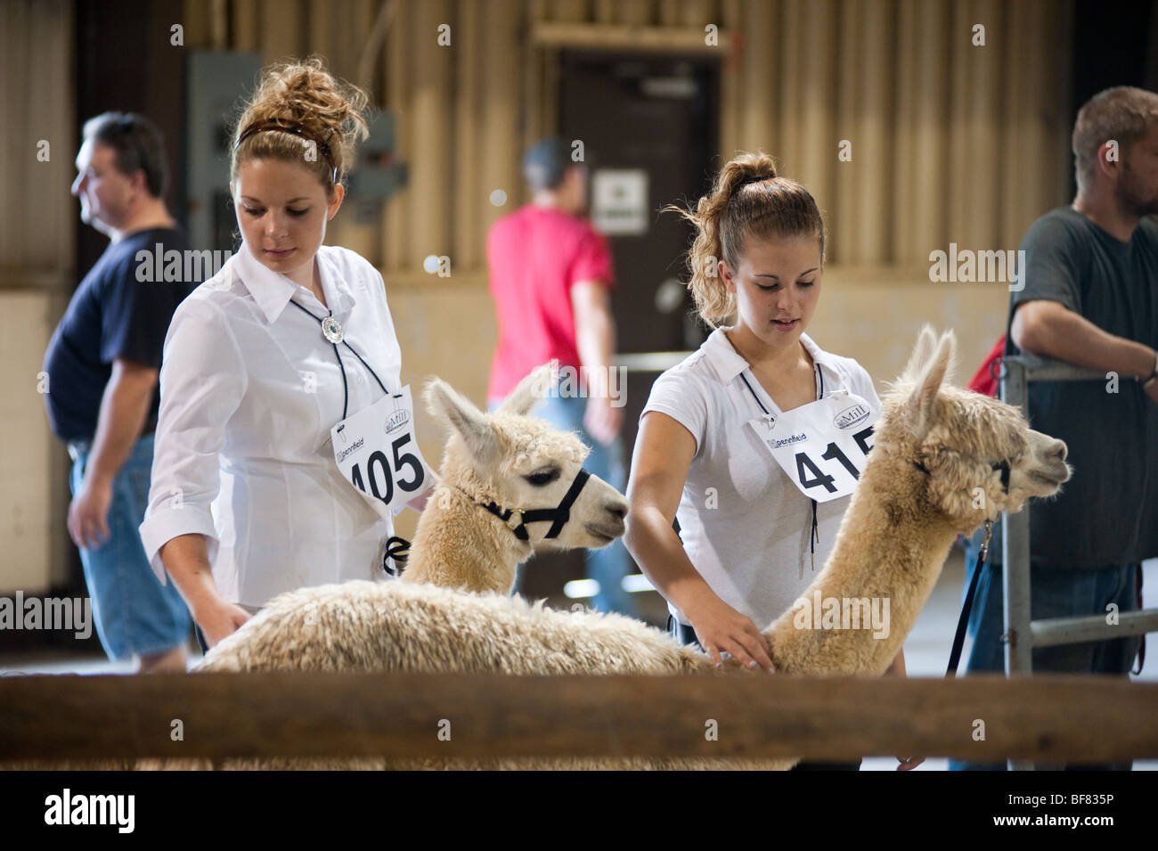 Ragazze con alpaca in Maryland State Fair Foto Stock