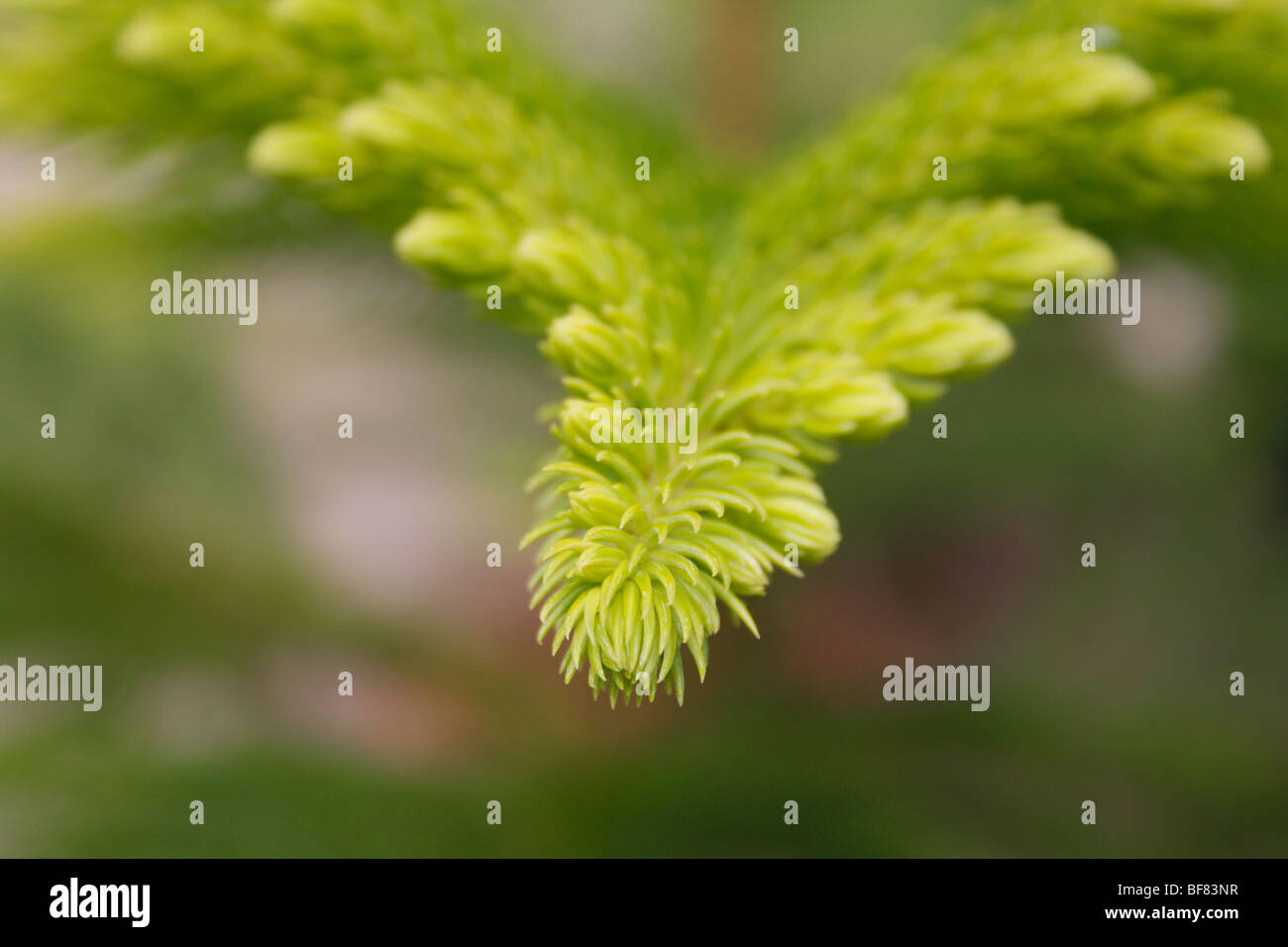 I picchi di verde, foglia,impianto invernale, albero di Natale, foglie verde giallognolo, blured immagini, foglie verdi, picchi, ghiaccio, foglie di albero Foto Stock