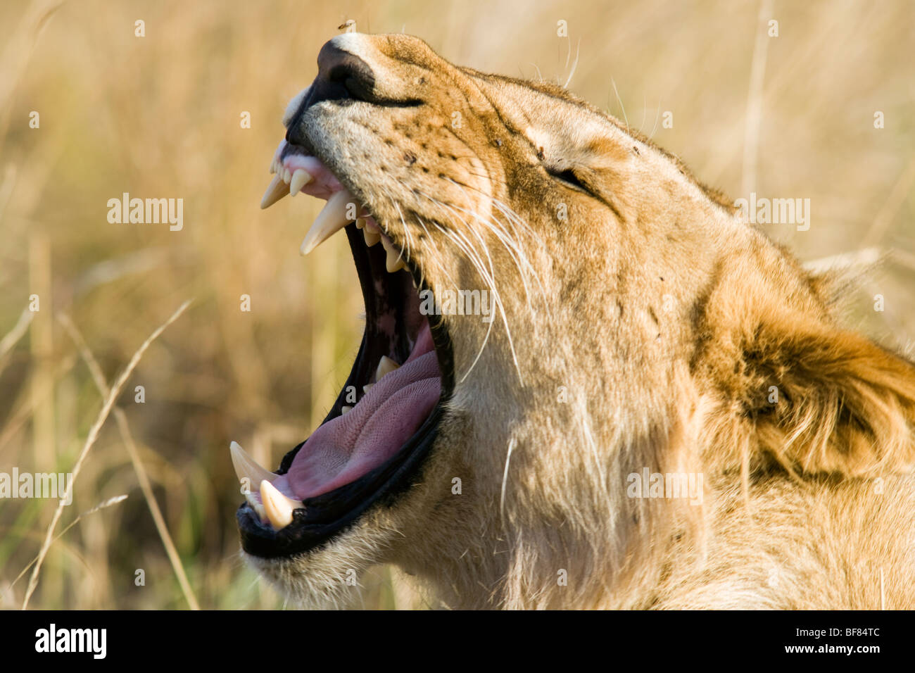 Lion sbadigli - Masai Mara riserva nazionale, Kenya Foto Stock
