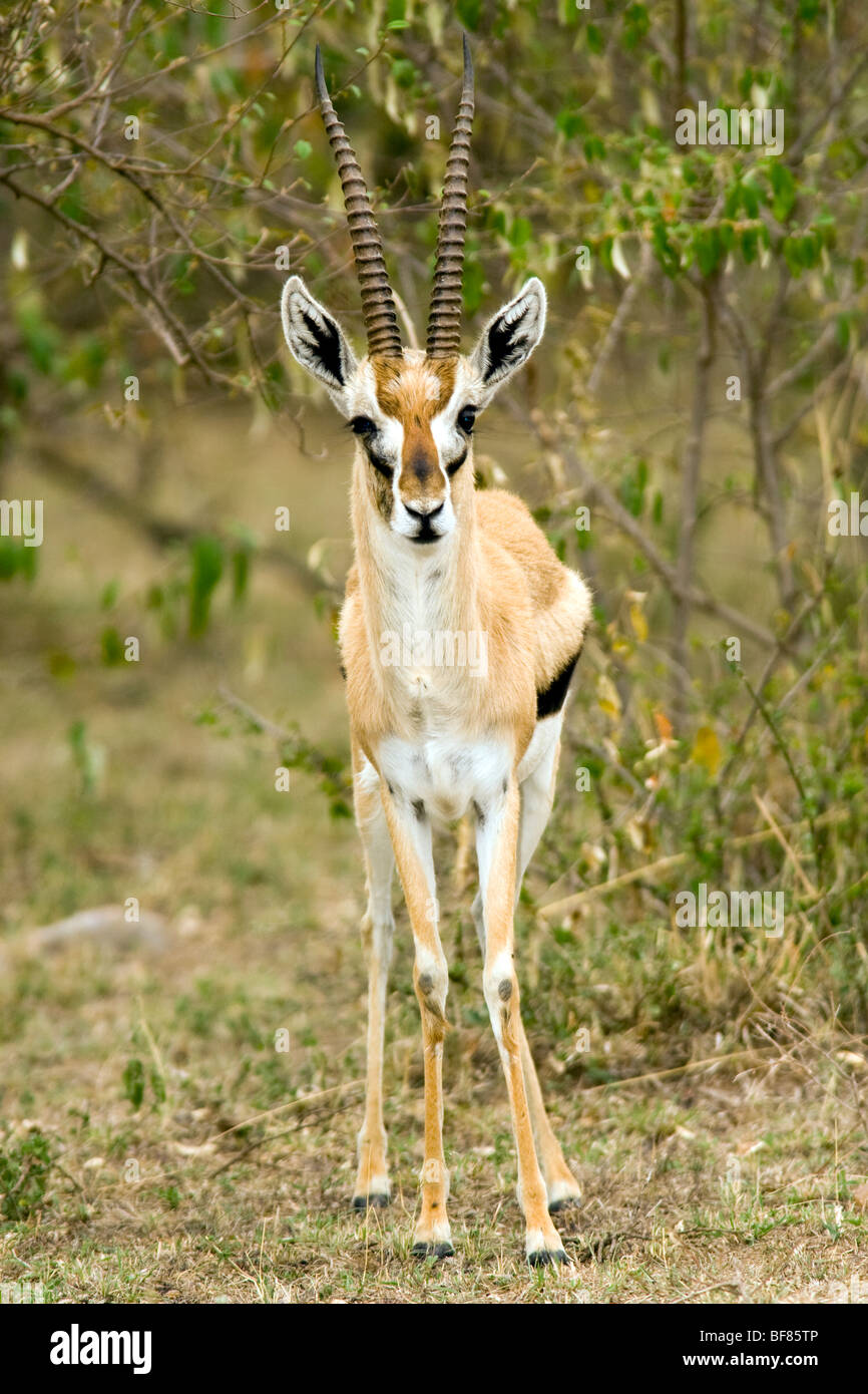 Thomson Gazelle - Masai Mara riserva nazionale, Kenya Foto Stock