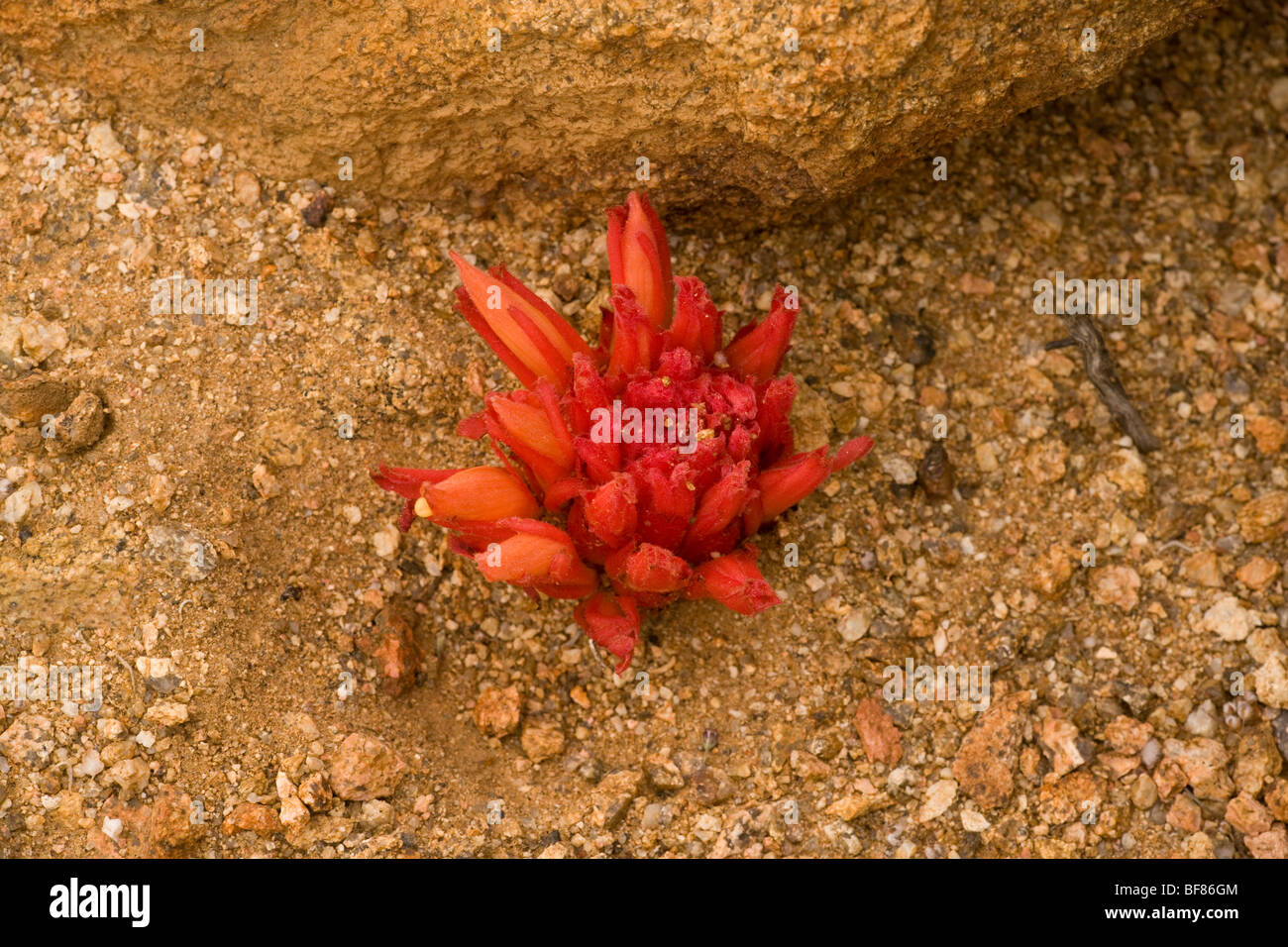 La pianta parassita, Cat's claw Hyobanche sanguinea, Namaqualand, Sud Africa Foto Stock