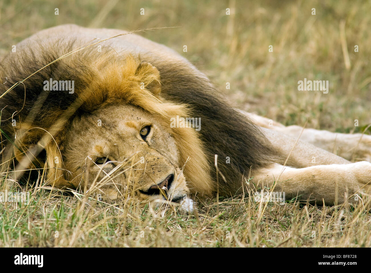 Close-up di sleepy lion maschio - Masai Mara riserva nazionale, Kenya Foto Stock