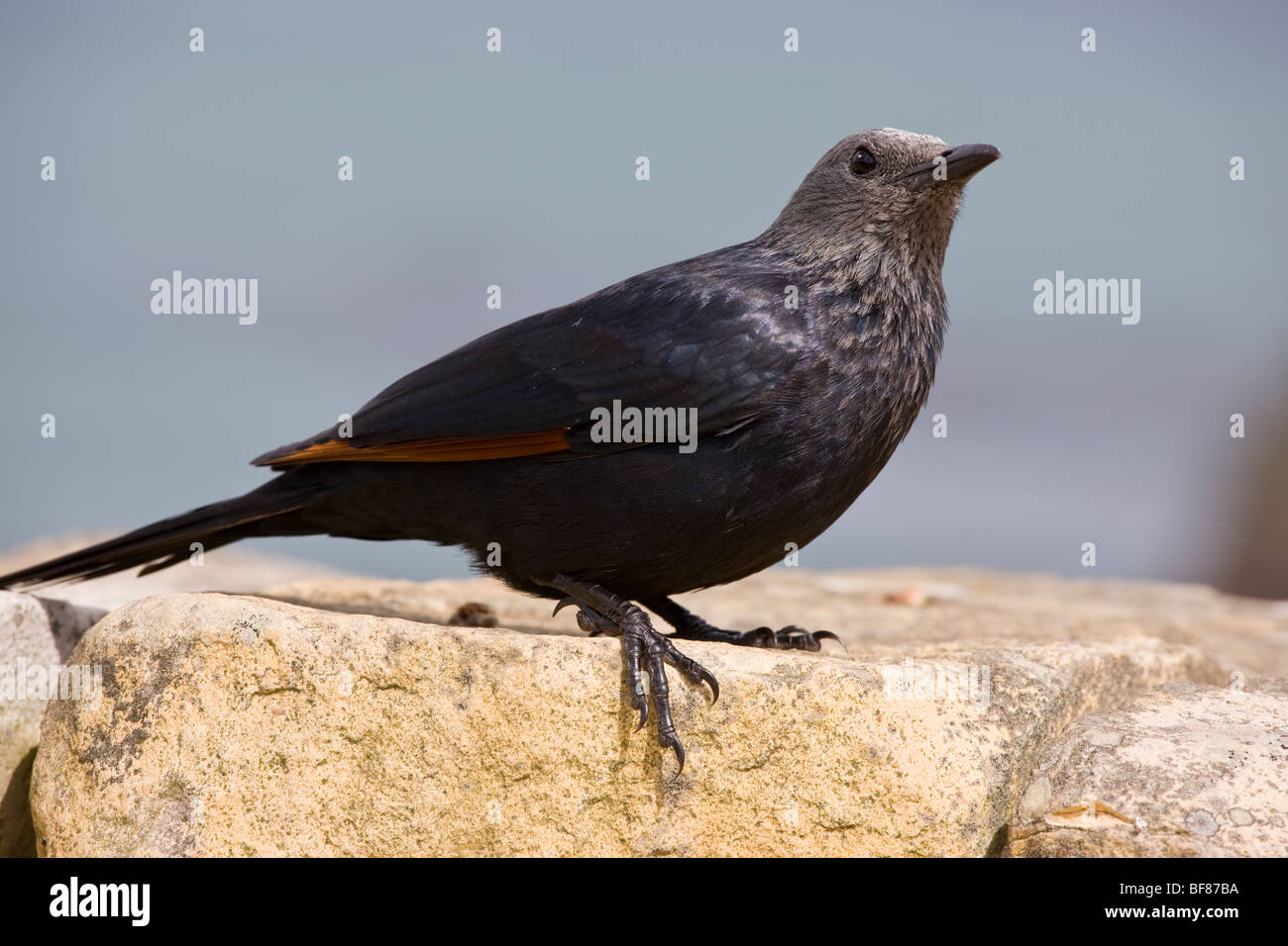 Rosso-winged Starling Onychognathus, morio; femmina su roccia, Cape, Sud Africa Foto Stock