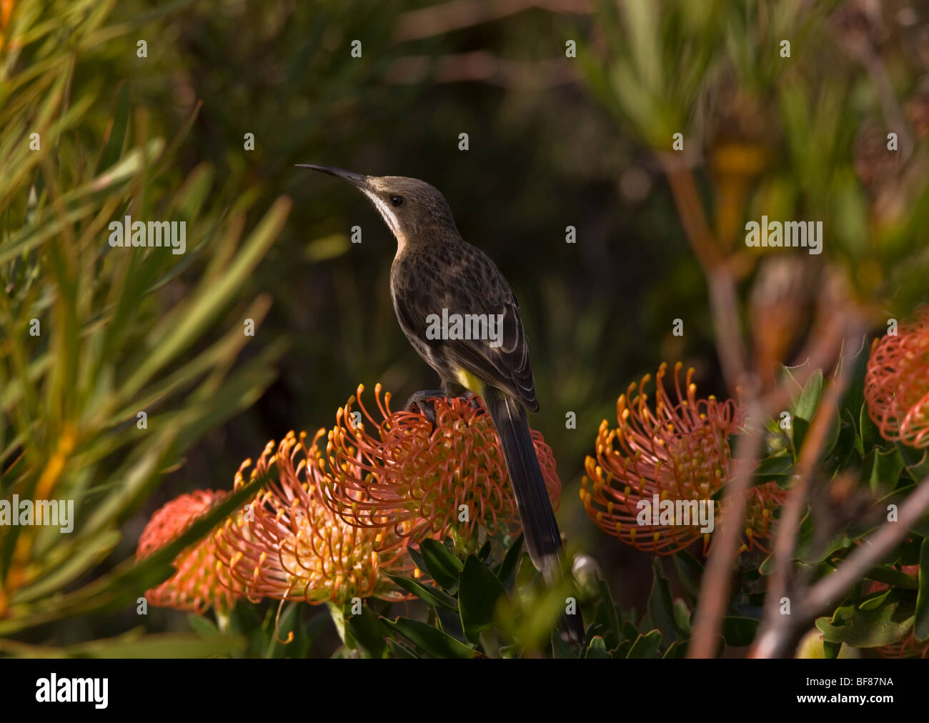 Cape Sugarbird Promerops Cafer femmina su puntaspilli bush, leucospermum; Cape, Sud Africa Foto Stock