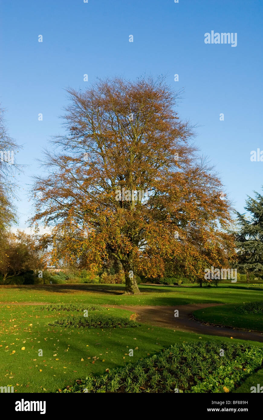 San Nicola Park Colore di autunno Warwick Inghilterra Foto Stock