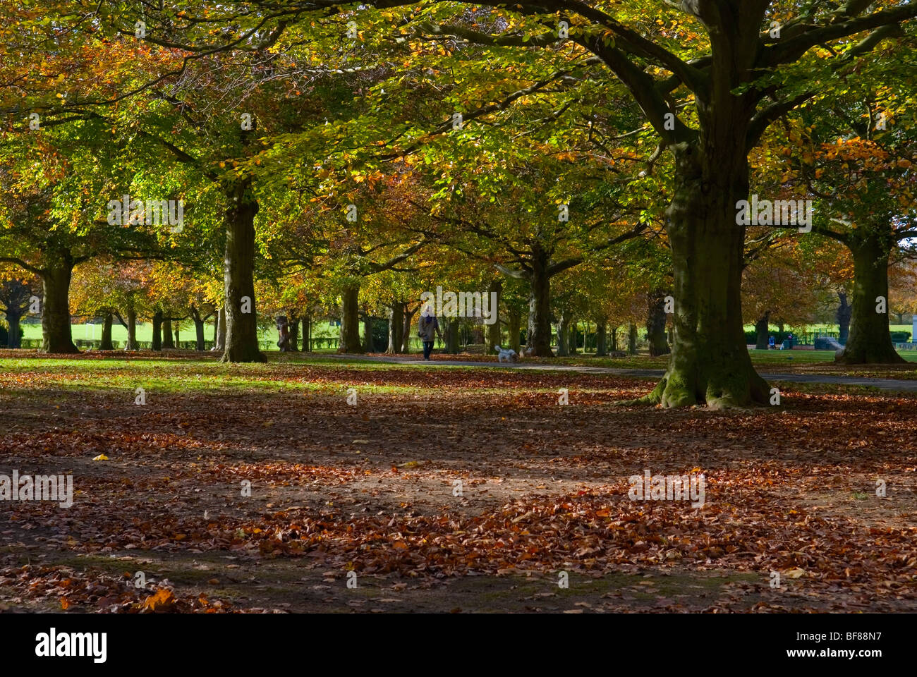 Coventry War Memorial Park Coventry con Lady a piedi il suo cane Foto Stock