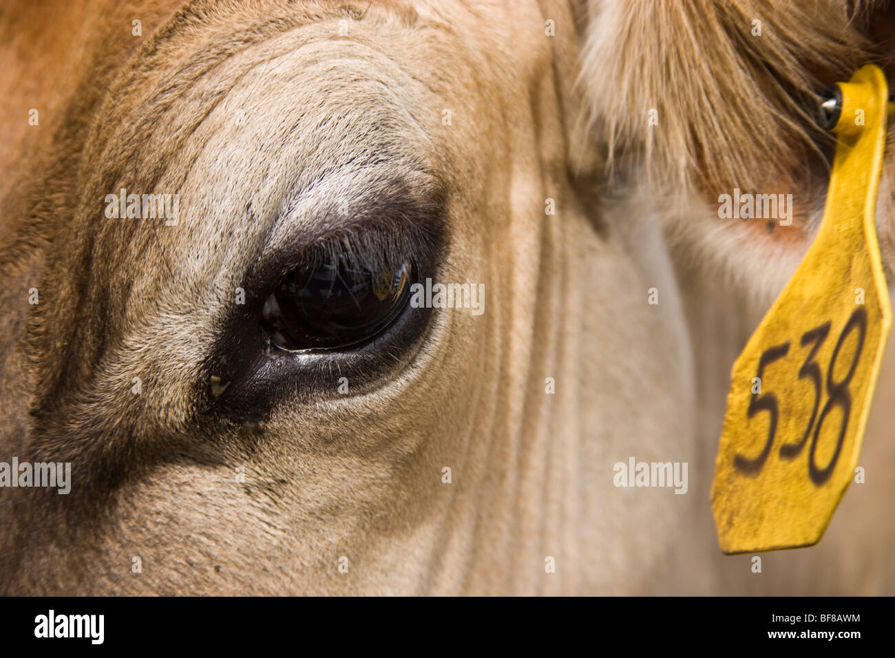 Close up di occhio, Jersey mucca con marchio auricolare, Foto Stock