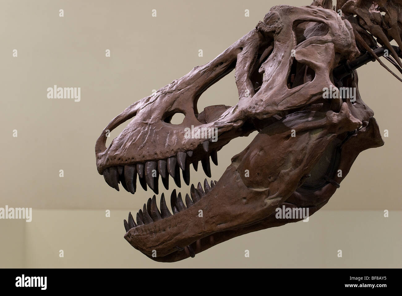Tyrannosaurus Rex, il Museo di Storia Naturale di New York City. Foto Stock