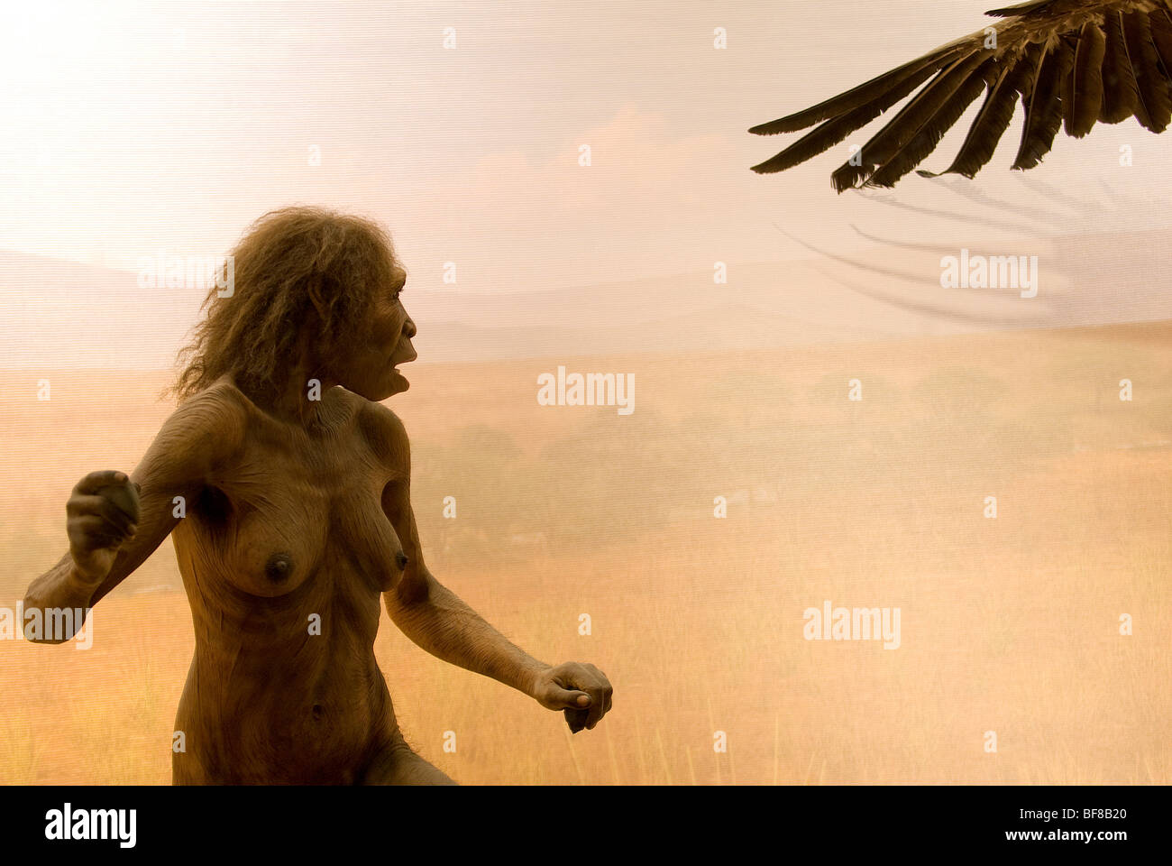 Inizio umano, Homo Ergaster Diorama, Museo di Storia Naturale di New York City Foto Stock