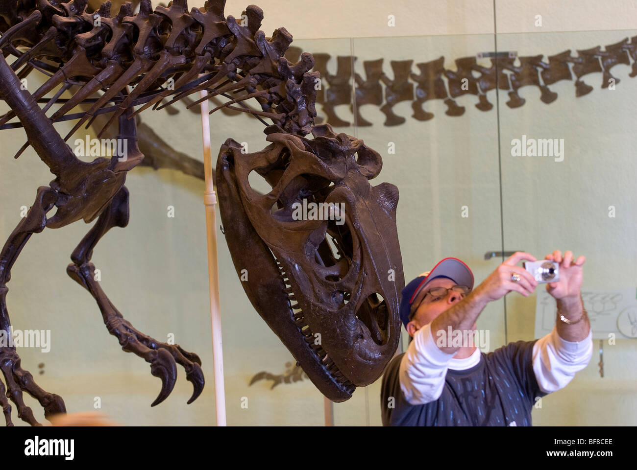 Lo scheletro di un Allosaurus, Museo di Storia Naturale di New York City Foto Stock