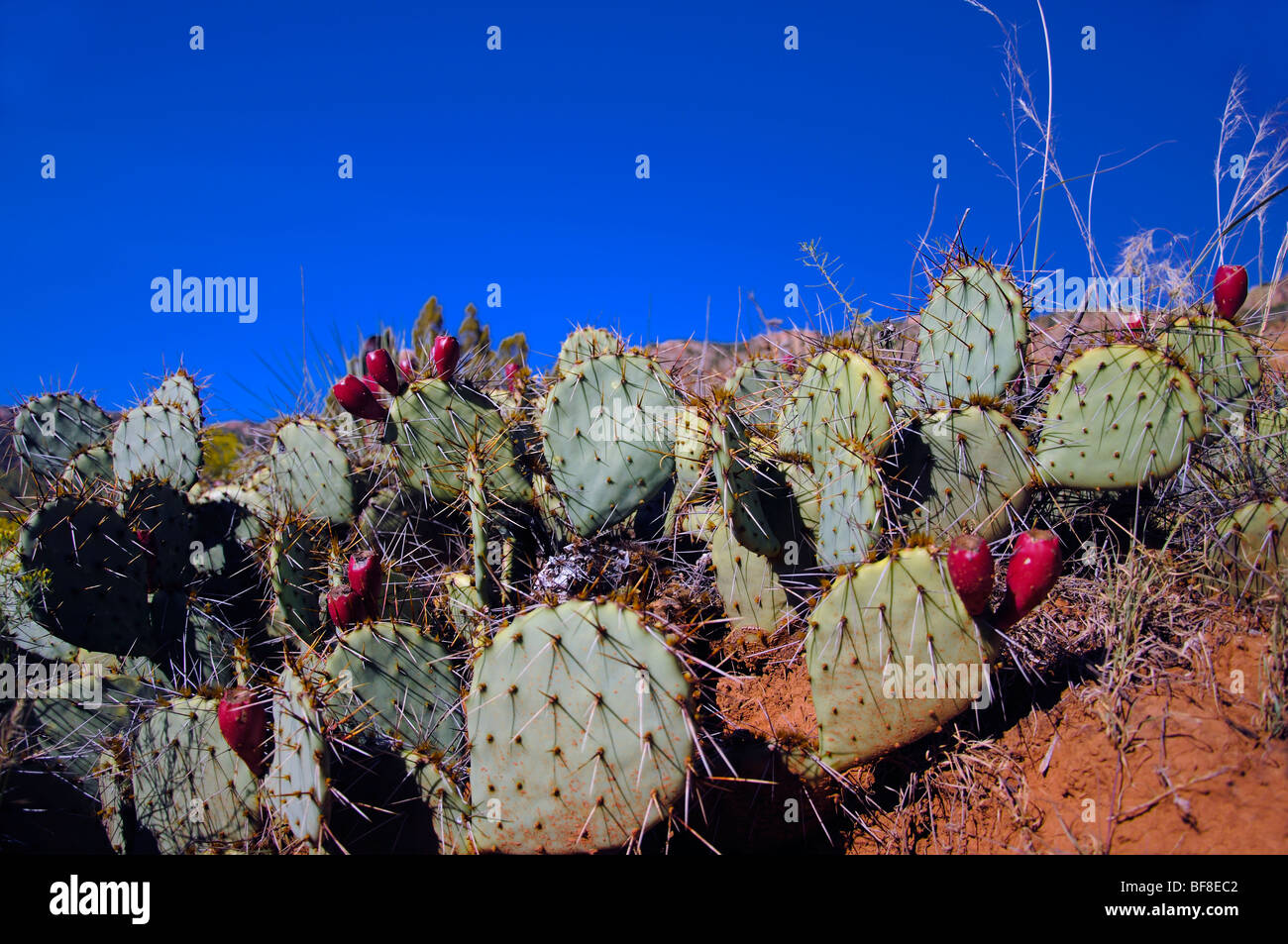 L' Opuntia - ficodindia cactus con frutta, Palo Duro Canyon, Texas, Stati Uniti d'America Foto Stock