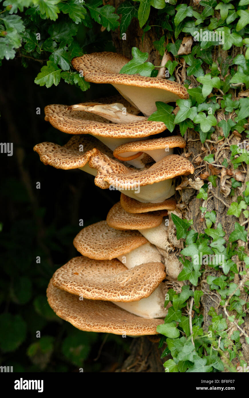 Staffa Polypores funghi Foto Stock