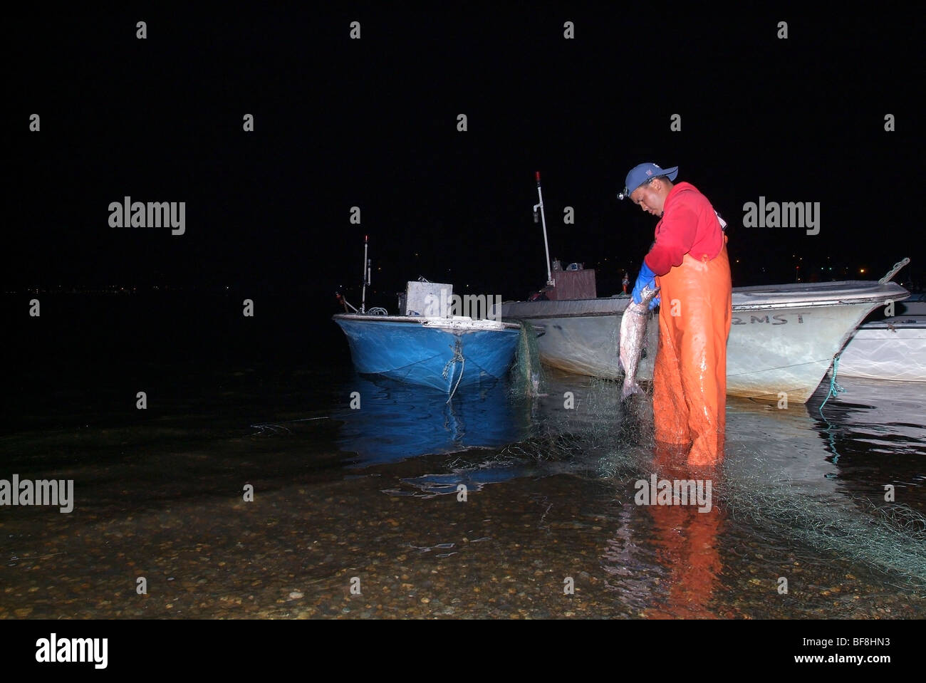 Muckleshoot fisherman untangling salmone da reti da imbrocco. Foto Stock