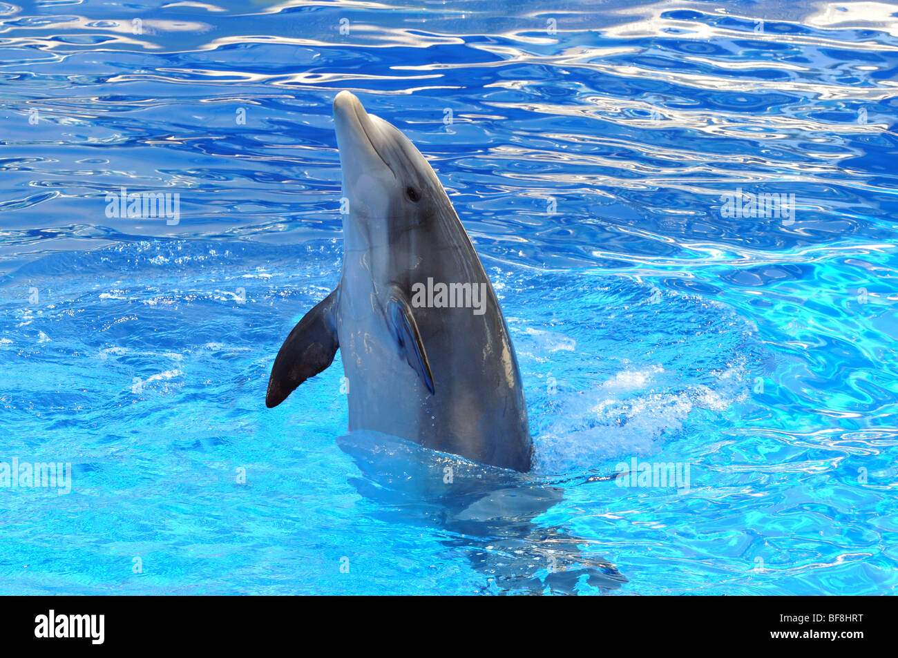 Dolphin giocando in acqua Foto Stock