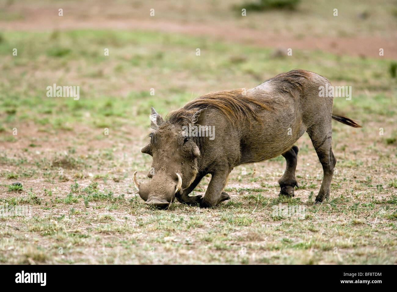 Warthog alimentazione - Masai Mara riserva nazionale, Kenya Foto Stock