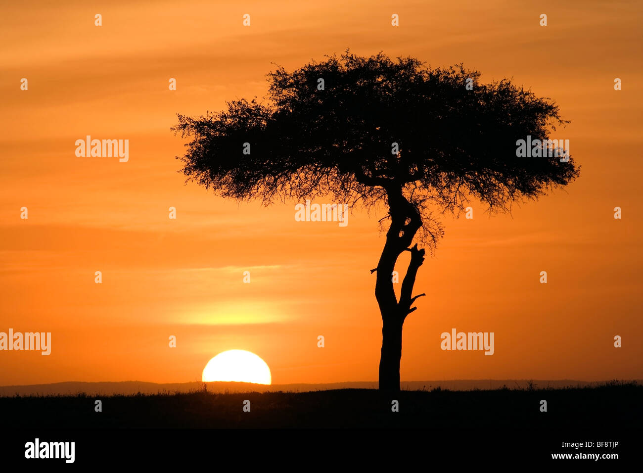 Tramonto al Mara - Masai Mara riserva nazionale, Kenya Foto Stock