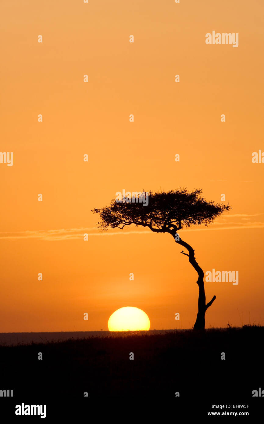 Sunrise nel Mara - Masai Mara riserva nazionale, Kenya Foto Stock